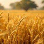 Innovación de Alt Carbon en la eliminación de carbono en India