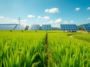 como la agrivoltaica transforma la produccion de arroz en japon python 1754357373
