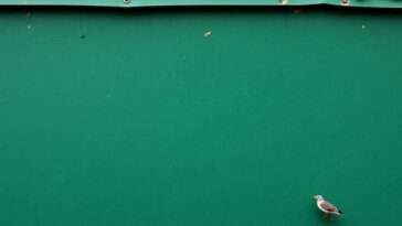 guia definitiva para comprar un roomba en black friday consejos y ofertas imperdibles 1764268016