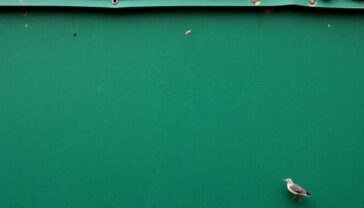 guia definitiva para comprar un roomba en black friday consejos y ofertas imperdibles 1764268016